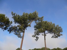 Les pins